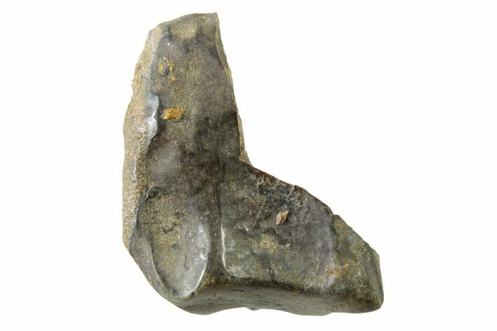 Fossil Dinosaur (Triceratops) Shed Tooth - Montana #339805